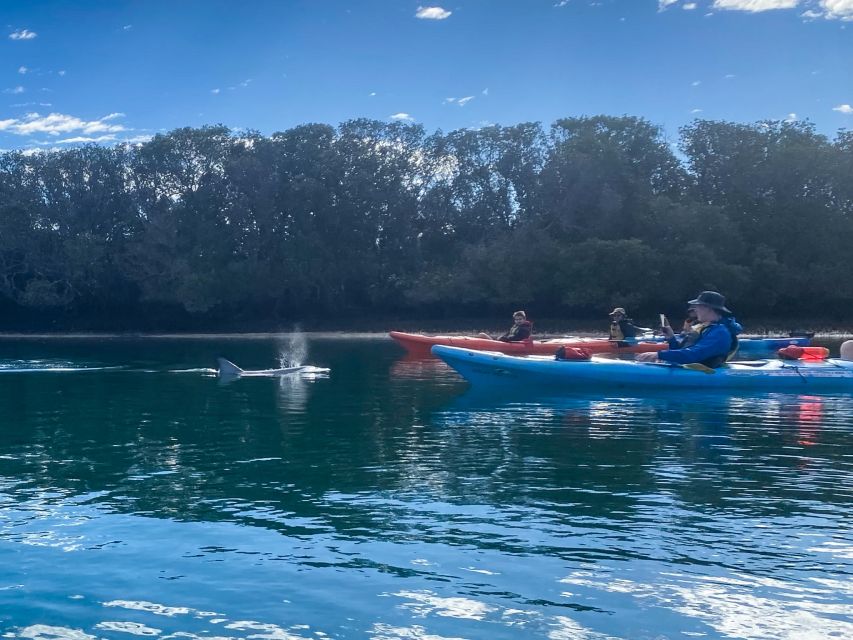 Dolphin Sanctuary and Ships Graveyard Kayak Tour - Tour Highlights