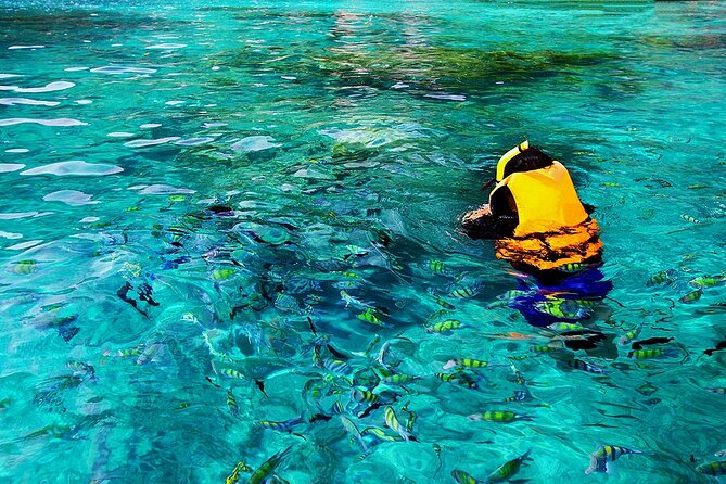 Dolphin, Sea Cave, Captain Cook, Kealakekua Bay Reef Snorkeling - Pricing and Booking Information