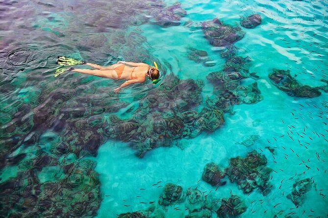 Dolphin, Sea Cave, Captain Cook, Kealakekua Bay Reef Snorkeling - Customer Reviews and Feedback