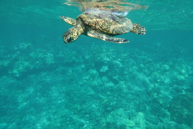 Dolphin, Sea Cave, Captain Cook, Kealakekua Bay Reef Snorkeling - Exploring the Vibrant Coral Reefs