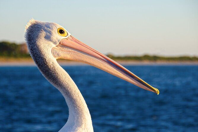 Dolphin, Sea Lion and Penguin Island Cruise - The Sum Up: Who Will Love This Tour?