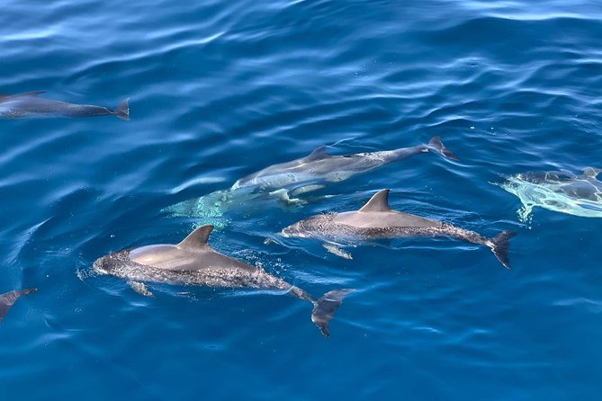 Dolphin Searching Tour in Puerto De Mogán (Keeper UNO Boat) - Booking and Availability