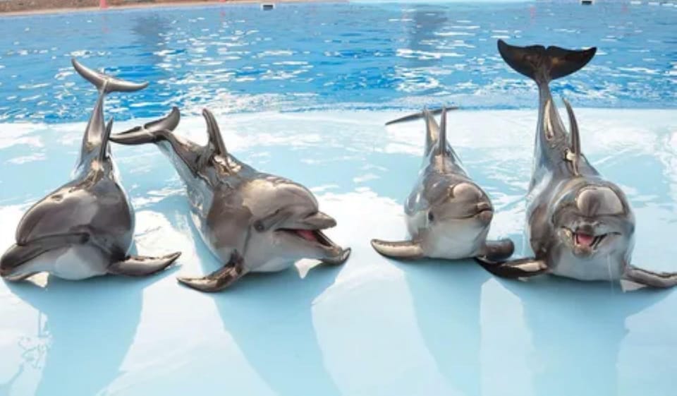 Dolphin Show Tour with Transfer from Alanya & Side - Key Points