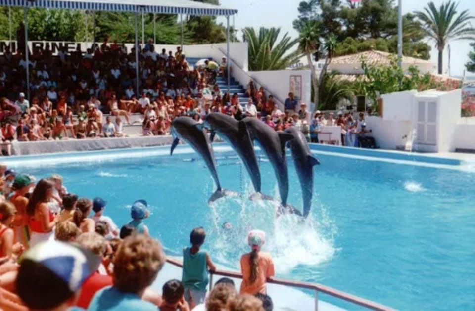 Dolphin Show Tour with Transfer from Alanya & Side - A Practical Look at the Dolphin Show Tour