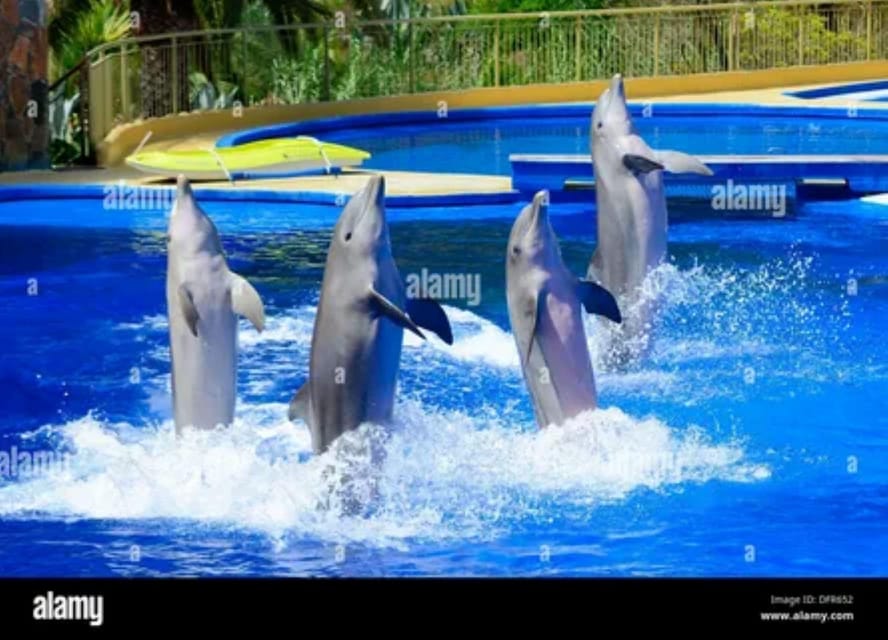Dolphin Show Tour with Transfer from Alanya & Side - Final Thoughts on the Tour’s Suitability