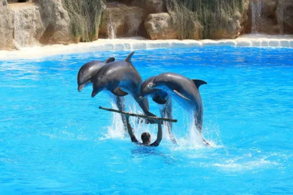 Dolphin Show Tour with Transfer from Alanya & Side - The Sum Up