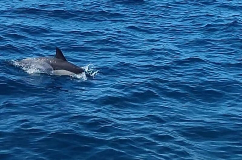 Dolphin Sighting, La Línea De La Concepción - Key Points