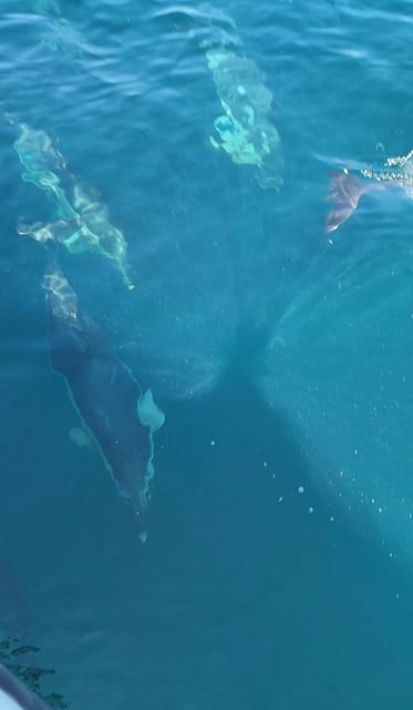 Dolphin Sighting, La Línea De La Concepción - Capturing the Majestic Gibraltar Backdrop