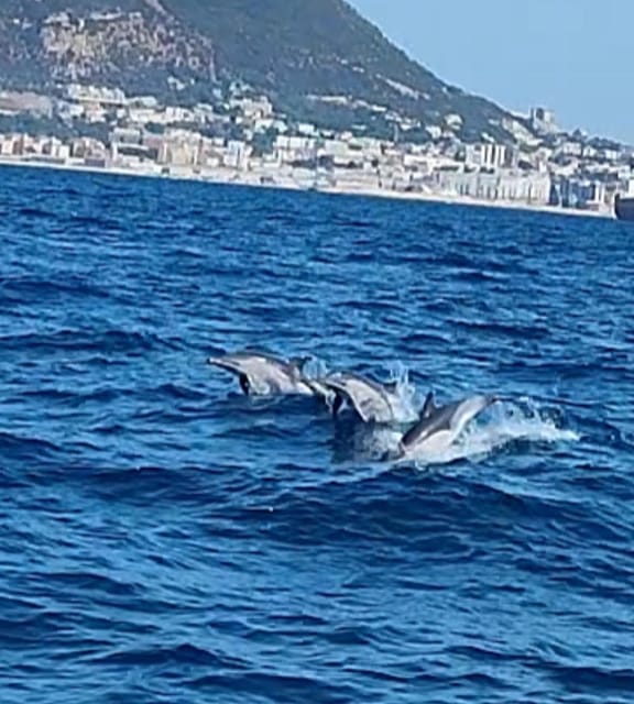 Dolphin Sighting, La Línea De La Concepción - Sailing Through Crystal Clear Waters