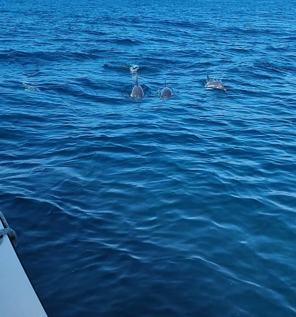 Dolphin Sighting, La Línea De La Concepción - Insights From Expert Marine Guides