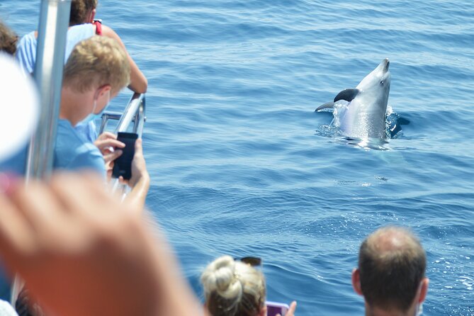 Dolphin Sightseeing Boat Tour From Benalmadena - Additional Information