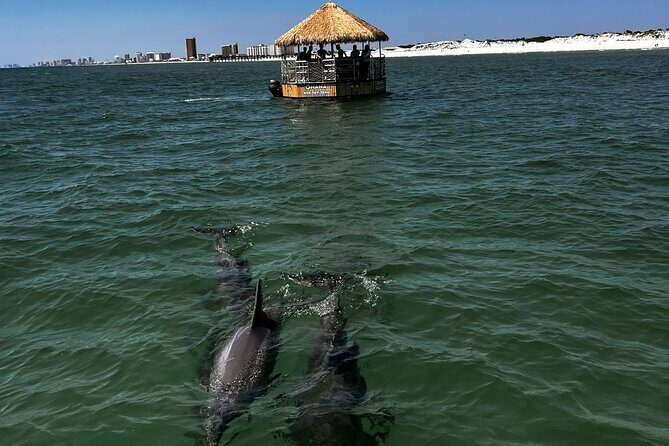 Dolphin Sightseeing Tiki Boat Tour 90 minutes - The Sum Up