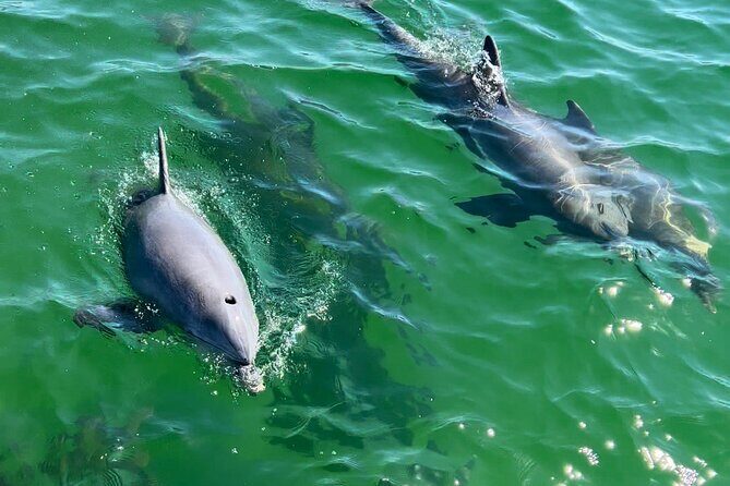 Dolphin Sightseeing Tour on Lazy Daze - A Closer Look at the Dolphin Sightseeing Experience