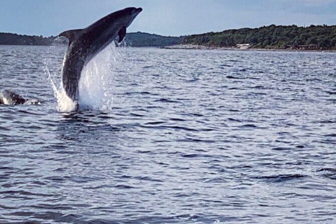 Dolphin Sunset Adventure with Speedboat - Analyzing the Value