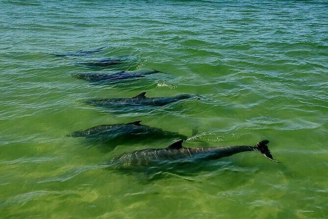 Dolphin Sunset Cruise with Drinks Included - FAQ