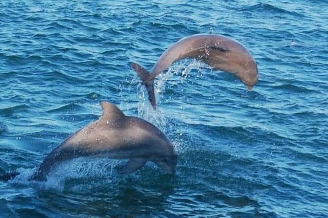 Dolphin & Sunset Cruises - Boarding and Accessibility