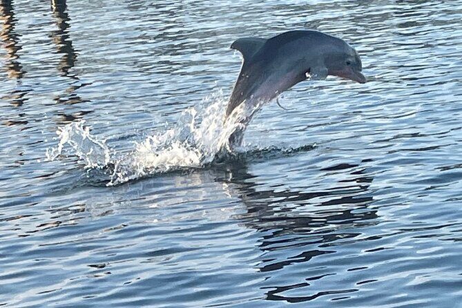 Dolphin Sunset Tour in Orange Beach - The Itinerary: What You’ll Actually Do