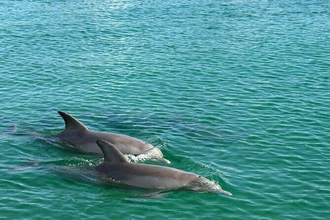 Dolphin Sunset Tour in Orange Beach - Who Should Consider This Tour?