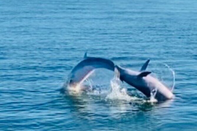 Dolphin Sunset Tour in Orange Beach - The Sum Up: Is the Dolphin Sunset Tour in Orange Beach Worth It?