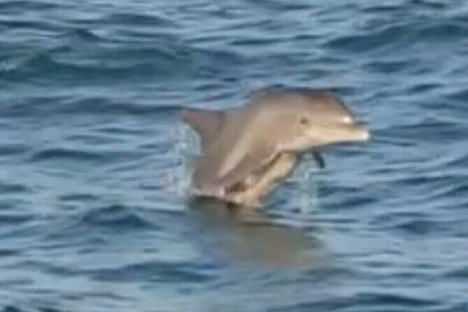 Dolphin Sunset Tour in Orange Beach - FAQ