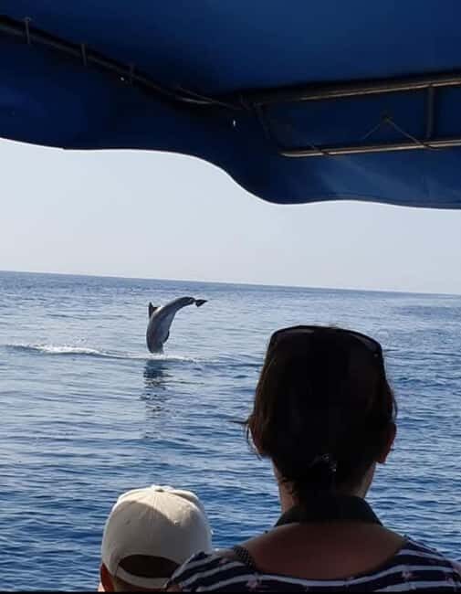 Dolphin tour 2 hours - An Introduction to the Croatian Dolphin Tour