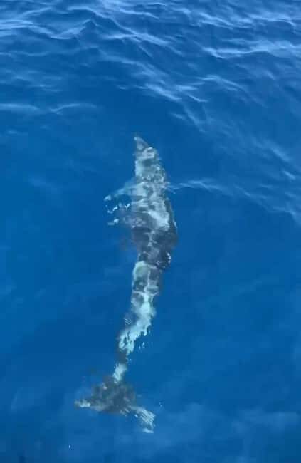 Dolphin tour 2 hours - The Sum Up: Is It Worth It?