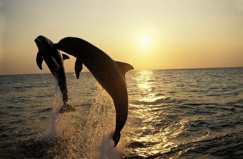 Dolphin Tour 85% chance - All inclusive Drinks + Dinner - An In-Depth Look at the Experience