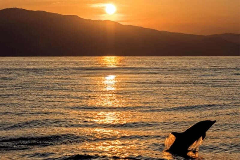 Dolphin Tour 85% chance - All inclusive Drinks + Dinner - Practical Details and Tips for Travelers