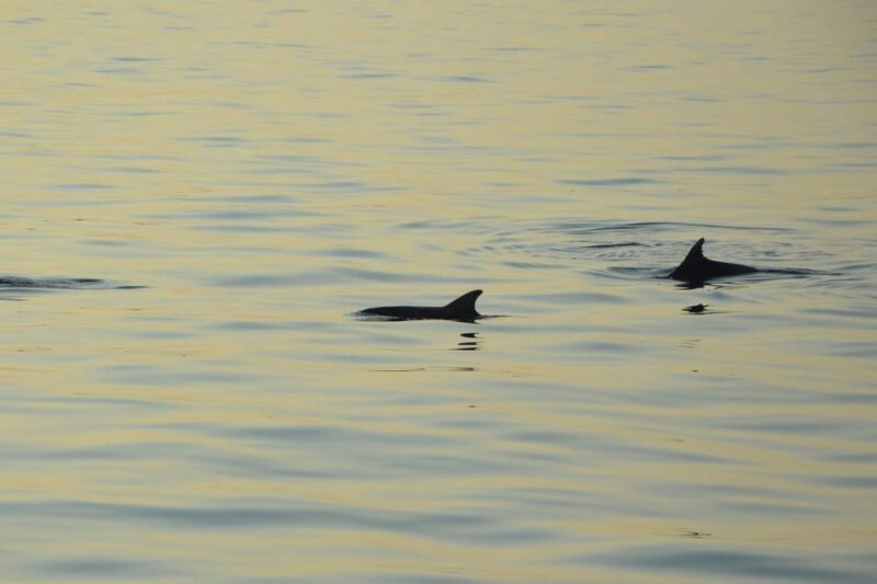 Dolphin Tour 85% chance - All inclusive Drinks + Dinner - Who Will Love This Tour?