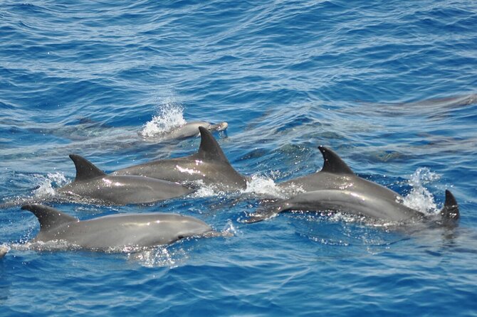 Dolphin Tour Banana Boat From Soma /Sahl Hasheesh/Makadi/Safaga - Customer Experiences and Reviews