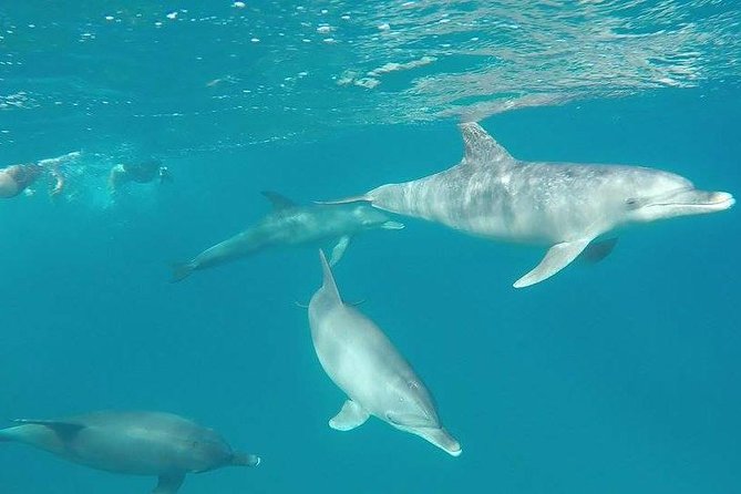 Dolphin Tour From El Gouna - Cancellation and Payment Policy