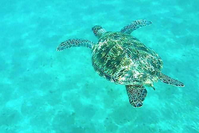Dolphin Tour From El Gouna - Exploring the Dolphin Habitat