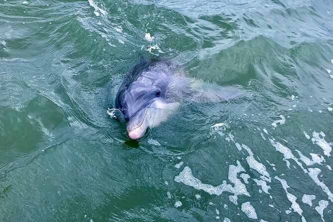 Dolphin Tour Hilton Head Island SC - Accessibility Information