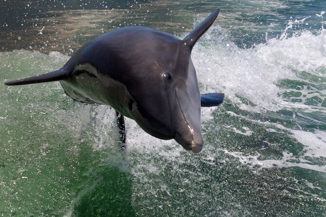 Dolphin Tour in St. Pete Beach - Departure Details and Location