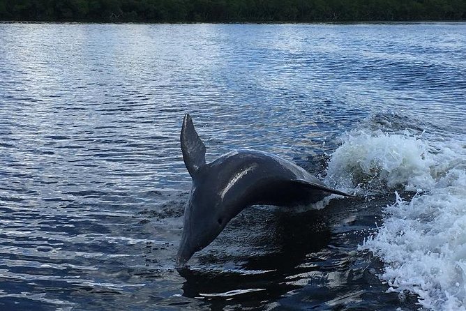 Dolphin Tours - Fort Myers Beach / Naples - Accessibility and Additional Information