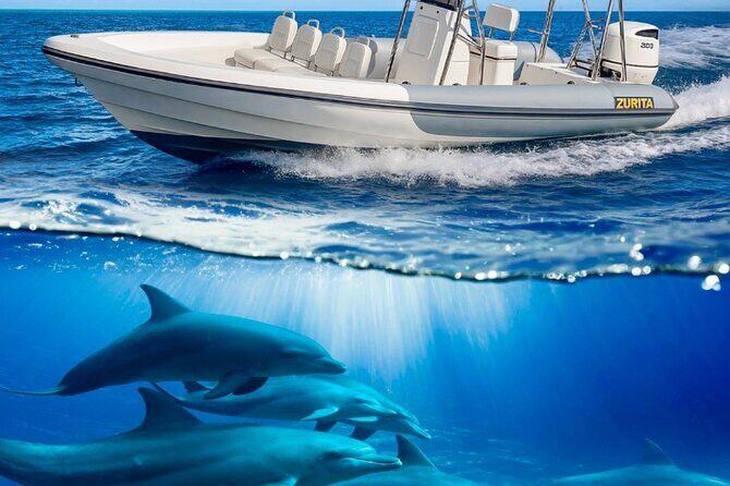 Dolphin Tours in Fuerteventura - Key Points