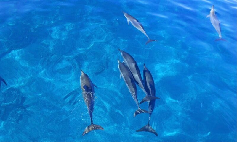 Dolphin Watch Snorkel and BBQ in Kona, Big Island - Who Will Love This Tour?