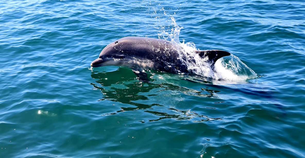 Dolphin Watch - Key Points