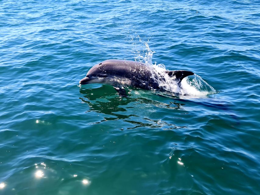 Dolphin Watch - Price and Duration