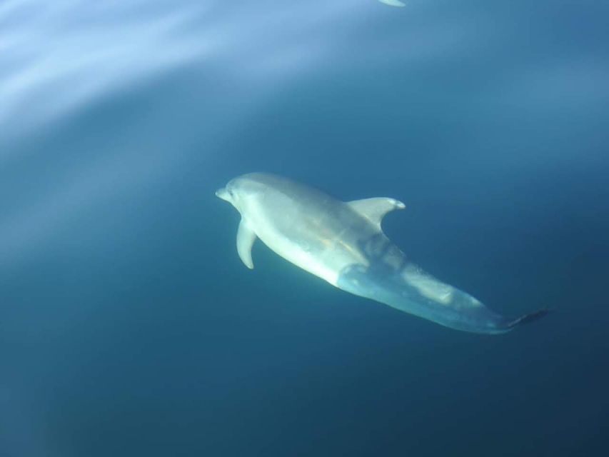Dolphin Watch - Languages and Accessibility