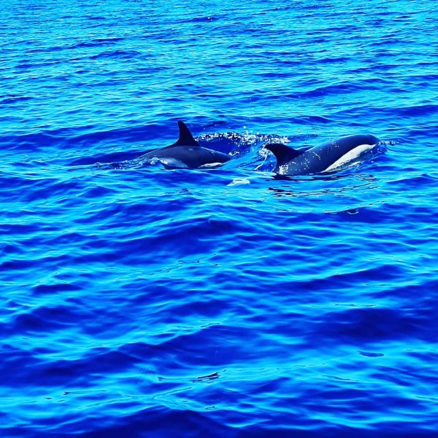Dolphin Watch - Cancellation Policy