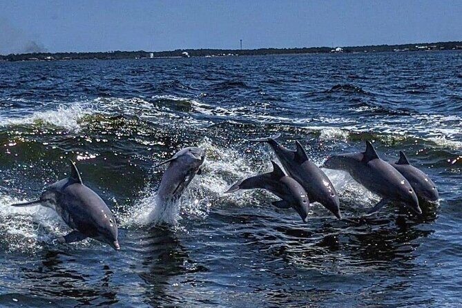 Dolphin Watching aboard the Cold Mil Fleet - Dolphin Watching aboard the Cold Mil Fleet: A Detailed Review