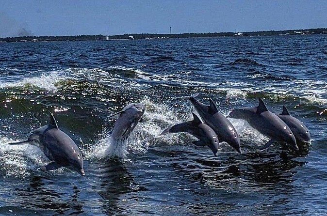 Dolphin Watching aboard the Cold Mil Fleet - Reviews: Authentic Voices