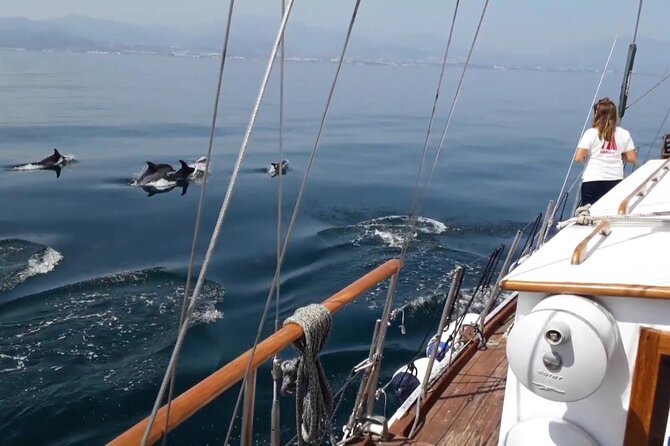Dolphin Watching Adventure in Estepona Bay - Activity Highlights