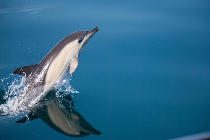 Dolphin Watching Adventure in Estepona Bay - Frequently Asked Questions