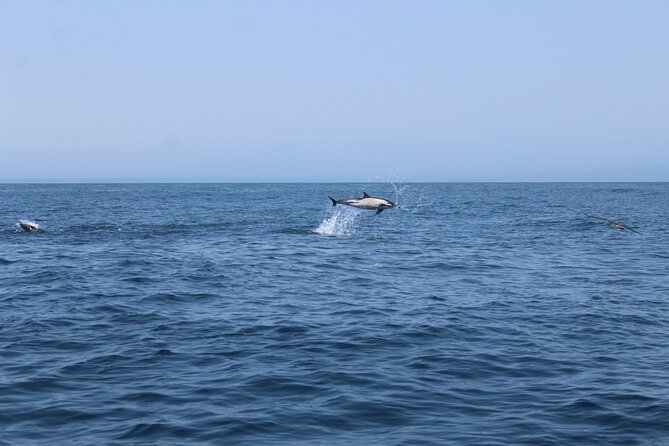 Dolphin Watching Along the Algarve Coast - Safety Equipment and Guidelines