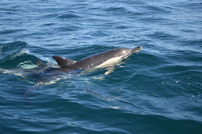 Dolphin Watching and Cave Tour from Vilamoura - FAQ