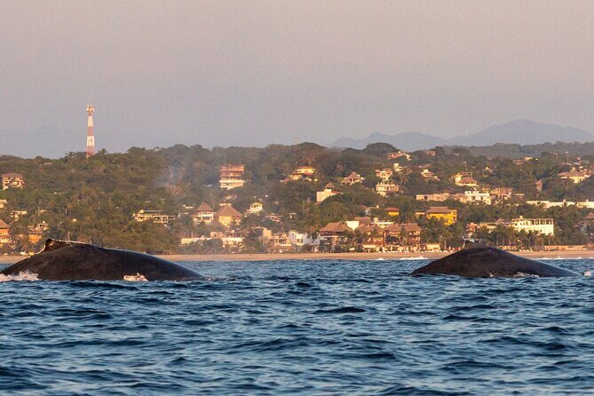 Dolphin Watching and Marine Life on the Coast of Oaxaca - Why This Tour Is a Great Value