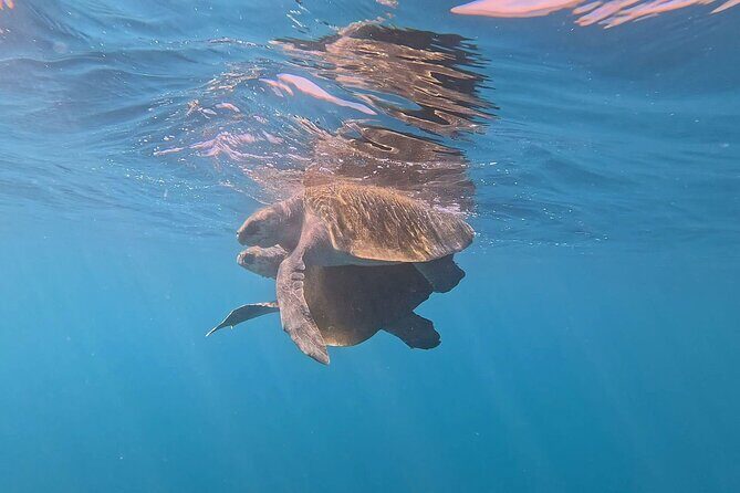 Dolphin Watching and Marine Life on the Coast of Oaxaca - The Reviews: Authentic Perspectives and Highlights