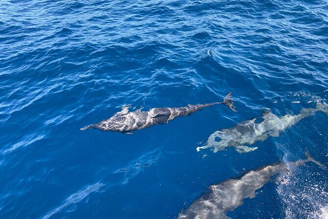 Dolphin Watching and Marine Life on the Coast of Oaxaca - Practical Details You Need to Know